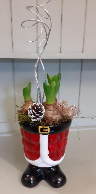 Hyacinths in santa boots