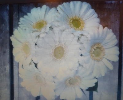 Gerbera wedding Bouquet